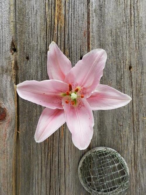 3-5 Blooms Pink Oriental Lilies